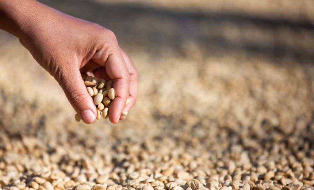 Profissional realizando o controle de qualidade de alimentos em grãos