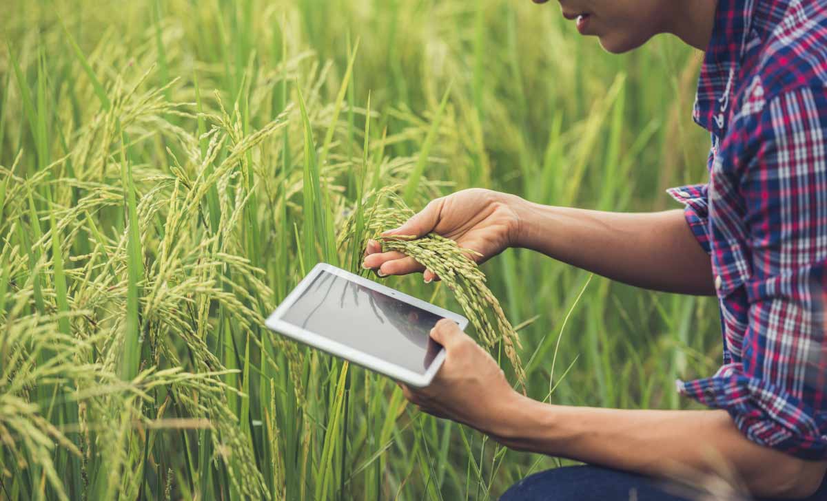 Produtor rural conferindo o plantio e registrando para oferecer rastreabilidade de alimentos